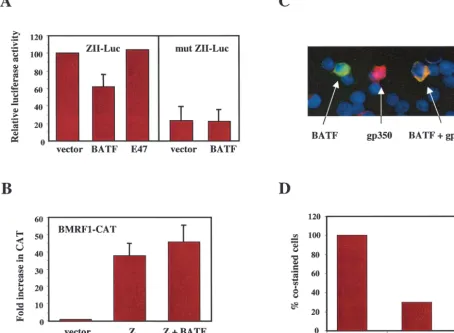 FIG. 8. Overexpression of BATF inhibits BZLF1a luciferase reporter gene driven by the ZII element of the gene expression and reduces the frequency of lytic-cycle induction