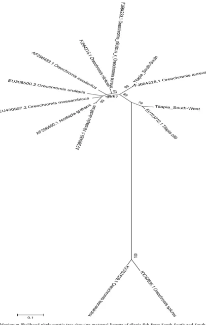 Figure 6. Maximum likelihood phylogenetic tree showing maternal lineage of tilapia fish from South-South and South-West Ni-geria based on mitochondrial D-loop