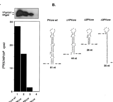 FIG. 7. In vitro uridylylation using shortened PV-creserve as the template in VPg uridylylation