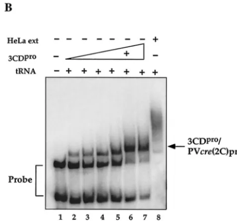 Fig. 9C, use of C8loop mutant RNA or AA, A9G, C10U C11U, A9U, C8U A9G, or A5CC stem mutant RNA resulted in the