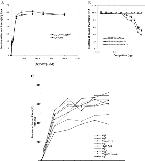 FIG. 9. Filter binding assays to assess the effect of addition of 3Dpol3CDMethods. (C) Comparison of the relative binding afﬁnities of wt and mutant PV-measurements at each data point