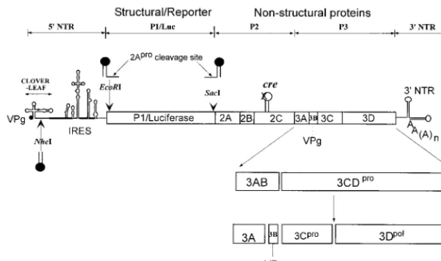 FIG. 1. Schematic diagram of replicon and full-length poliovirus genomes used in this study