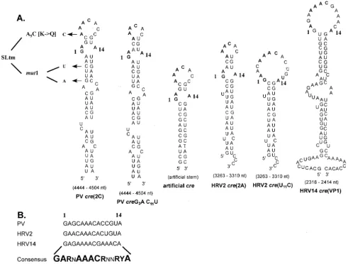 FIG. 2. Comparison of predicted creaRNA program (Michael Zuker) for wt PV-, HRV14-, HRV2-is in boldface