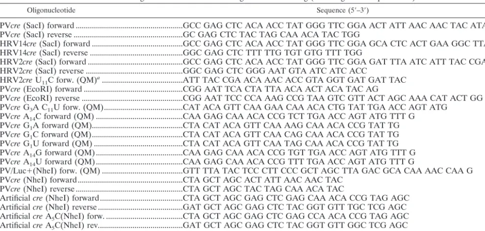 TABLE 2. Oligonucleotides used for the synthesis of truncated PV-cre(2C)