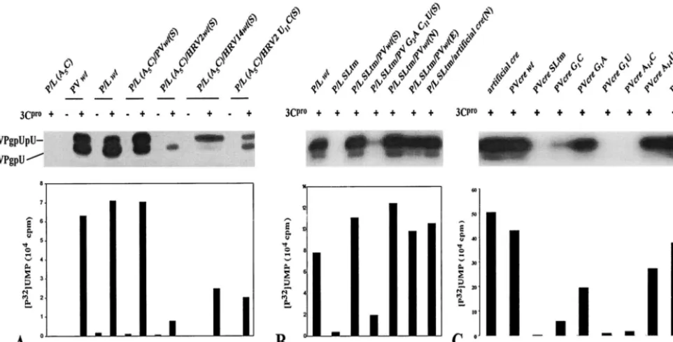 FIG. 4. In vitro uridylylation of VPg using either a dual-creperformed as described in Materials and Methods