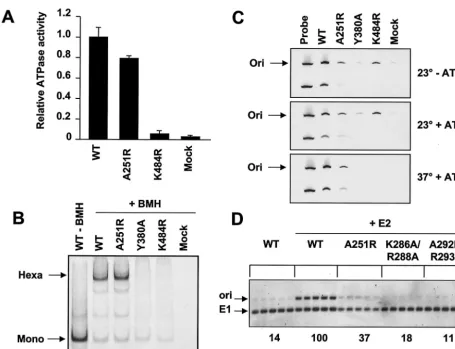FIG. 8. Effect of the A251R amino acid substitution on the replicative activities of HPV11 E1