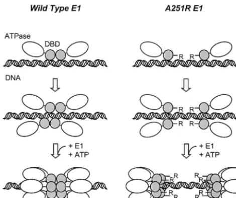 FIG. 9. Model of the initiation of HPV DNA replication that em-phasizes the role of the DBD-dimer interface in assembly of oligo-