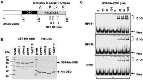 FIG. 1. (A) Schematic diagram of the HPV11 E1 protein, 649 amino acids in length, showing the location of the helicase domain (amino acids353 to 649) and of the DNA-binding domain (DBD, amino acids 191 to 353)