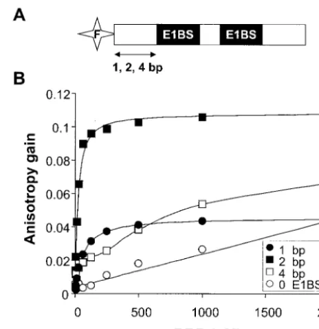 FIG. 2. DNA-binding activity of the HPV11 E1 DBD detected byﬂuorescence anisotropy. (A) Schematic diagram of the duplex DNA