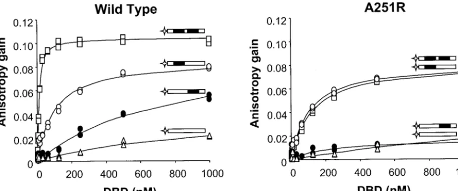 FIG. 3. Binding of the wild type and A251R HPV11 DBDs to ﬂuorescent DNA duplexes carrying two, one or no E1BS