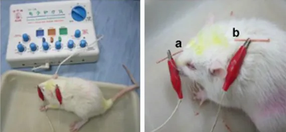 Figure 1. Diagram of electroacupuncture to Shenting and Baihui in rats. a: Shenting acupoint; b: Baihui acupoint.