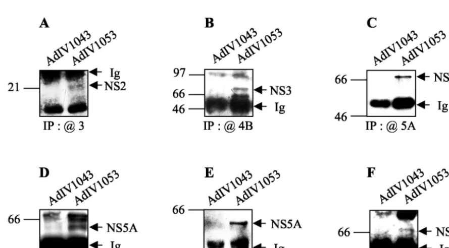 FIG. 8. Coimmunoprecipitation of NS proteins expressed in Huh-7 cells. Lysates corresponding to 8 �or AdIV1043 (as a control) (MOI, 75) were harvested at 65 h postinfection