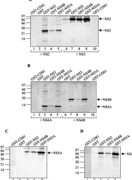 FIG. 2. GST pull-down analysis of NS-NS interactions. Each panel shows an autoradiogram from a SDS-PAGE analysis of in vitro-translatedNS products selected by binding to the proteins given above the lanes Glutathione-Sepharose-bound GST-CD81 and GST (as controls), GST-NS2,