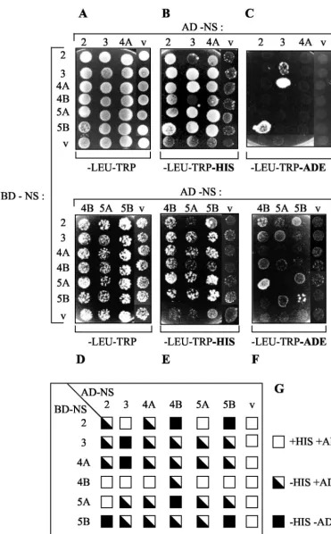 FIG. 6. Identiﬁcation of NS-NS protein interactions by using the yeast two-hybrid system