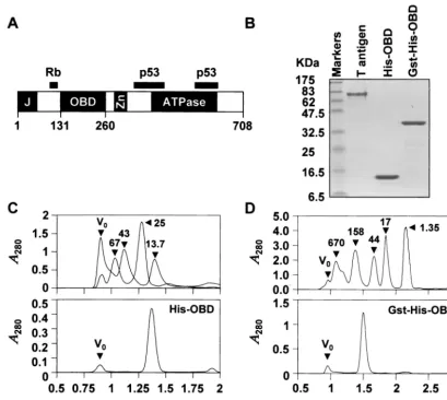 FIG. 1. Puriﬁed proteins used in this study. (A) Schematic diagram of the 708-amino-acid SV40 large T antigen