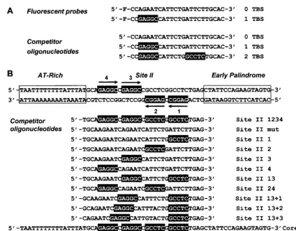 FIG. 2. DNA duplexes used in this study. (A) Fluorescent probes and analogous competitor oligonucleotides