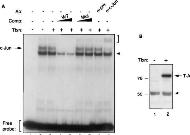 Fig. 4C, in vitro-transcribed and translated full-length c-Jun