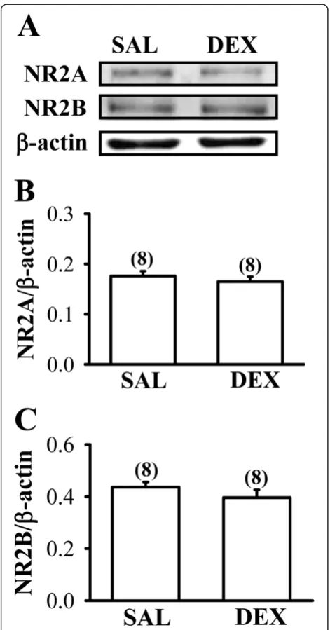 Figure 6 Effect of neonatal DEX treatment on the expression ofNMDA receptor subunit proteins in the frontal cortex