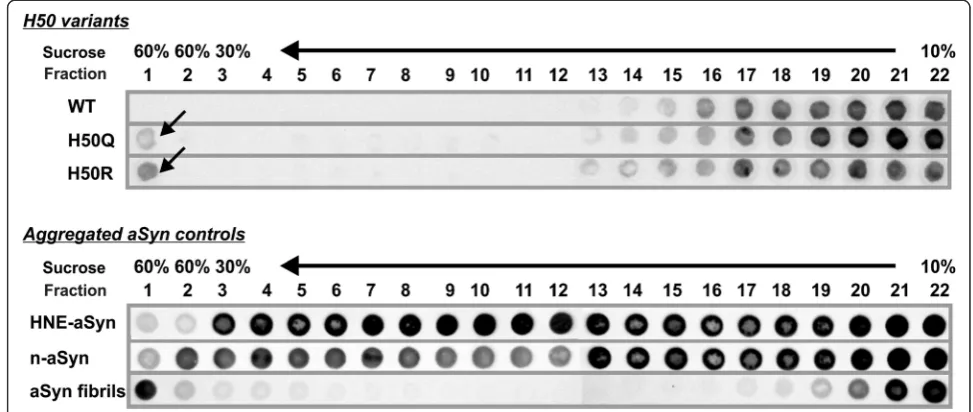 Figure 4 SDGC analysis of recombinant WT, H50Q, and H50R aSyn. Recombinant human WT aSyn is clearly detected in the low densityfactions from 16 to 22 (row 1 of the upper panel)