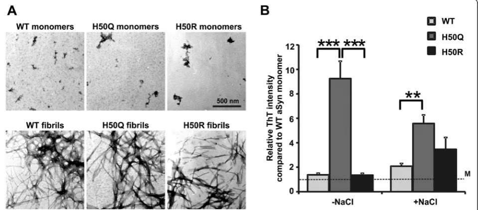 Figure 5 Nitration-induced oligomerization of WT aSyn and aSyn H50 mutants. A) Recombinant WT aSyn and aSyn H50 mutants weretreated with 5 mM TNM for 7 h to induce nitration-mediated oligomerization of aSyn