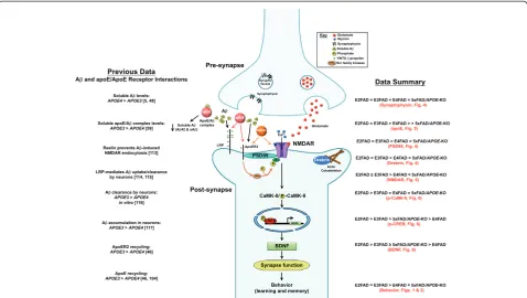 Figure 7 Diagram of potential APOE4-induced decrease in synapse-related proteins and disruption of NMDAR-mediated signaling,resulting in impaired learning and memory