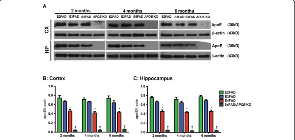 Figure 3 ApoE levels are lower in E4FAD mice compared to E3FAD and E2FAD mice. Results at 2-, 4-, and 6-months of age for E2FAD,E3FAD, E4FAD, and 5×FAD/APOE-KO mice: (A) Representative Western blot for apoE protein in cortex (CX) and hippocampus (HP) with 