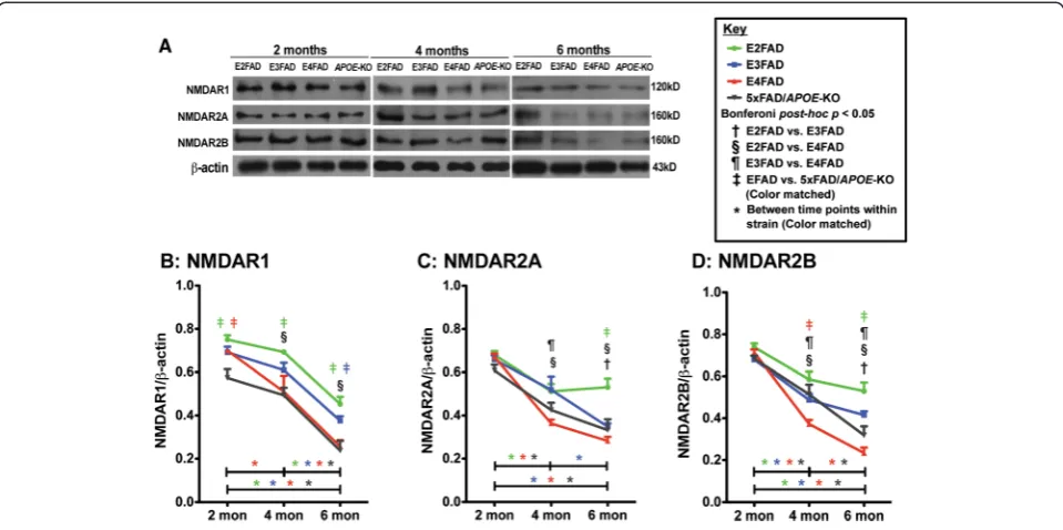 Figure 5 Age-dependent decline in NMDAR subunit protein levels are exacerbated in E4FAD and 5xFAD/APOE-KO compared to E3FADand E2FAD mice