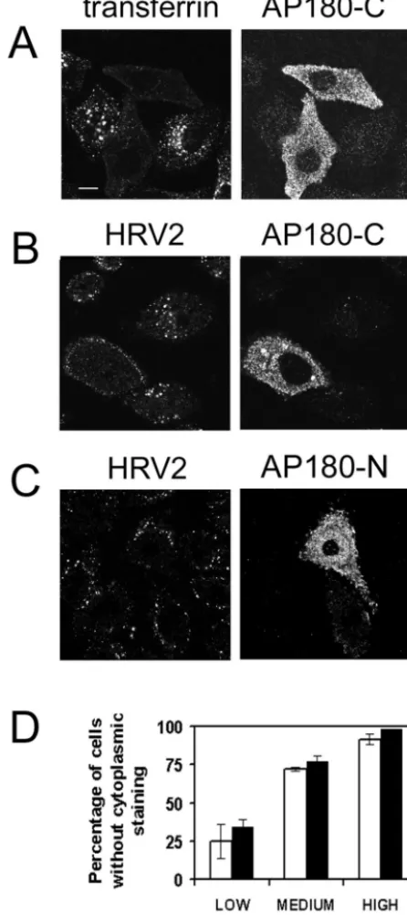FIG. 7. Rab5 S34N expression reduces uptake of HRV2. HeLa-H1cells seeded on coverslips were transfected with an expression plasmid
