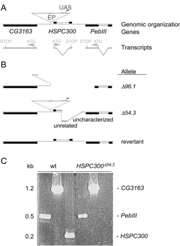 Figure 2locus and mutantslines. Line HSPC300UAS indicates the upstream activating sequence contained in the P element