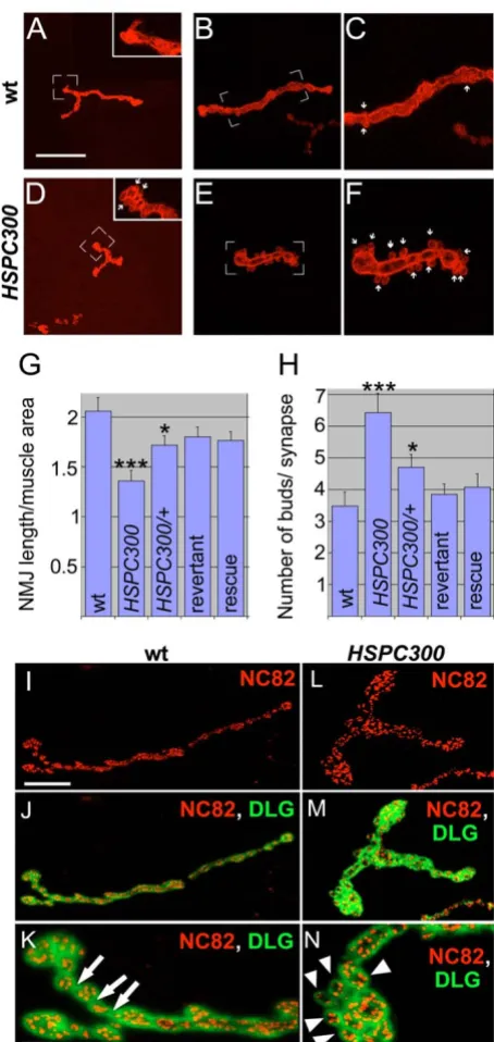 Figure 4controls synaptogenesis at NMJsevaluation of the NMJ phenotype of the following genotypes: wild type (WT); Length of synaptic terminals (larvae of the following genotypes: (a-c) wild type; (d-f)HSPC300 HSPC300 controls synaptogenesis at NMJs