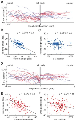 Figure 6Modelling aIN axon growth and positional effects on axon turning anglesaxons (blue) closely
