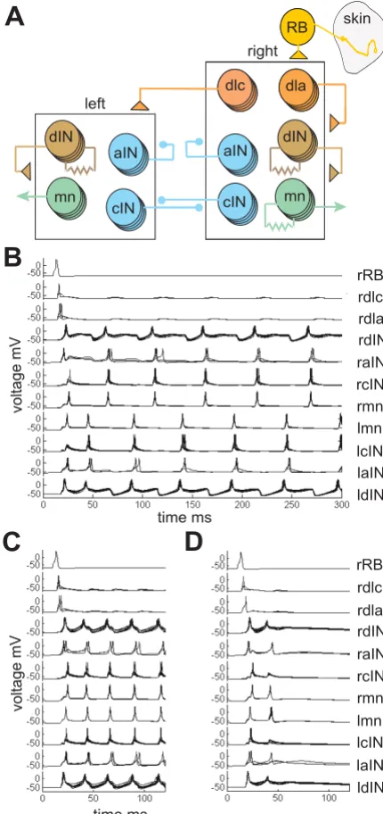 Figure 7a. The network has left and right sides that inhibit