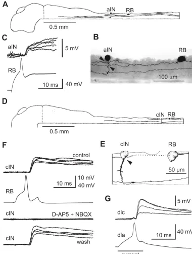 Figure 2Recording synaptic connectionsRecording synaptic connections. (a-c) RB sensory neuron excites an aIN: (a) side view of the isolated brain and spinal cord to show the location of both neurons and their axons; (b) anatomy of recorded neurons with possible synaptic contacts from RB 
