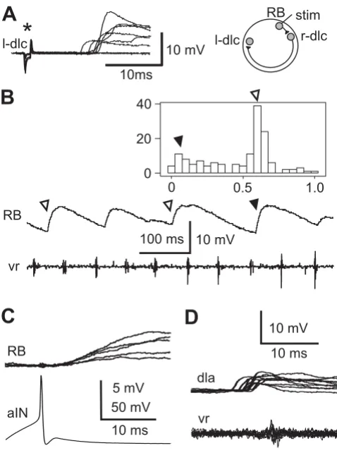 Figure 4Dorso-ventral distribution of axons and dendritesDorso-ventral distribution of axons and dendrites