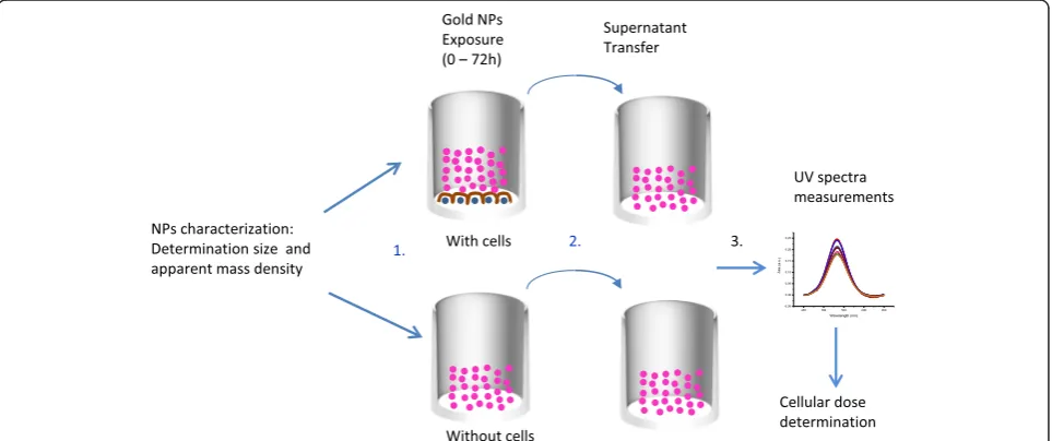 Fig. 1 Method used to determine the effective dose reaching the cell monolayer 1) incubation of the NPs in wells with and without cells
