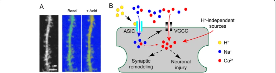 Figure 1 ASIC1a localization in dendritic spines. Amagnification view of the boxed region in WT