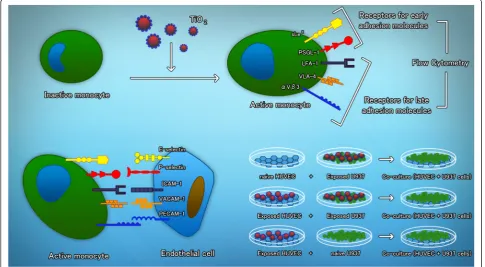 Fig. 7 Schematic representation of the study design. Monocytes become activated after exposure to TiO2 NPs