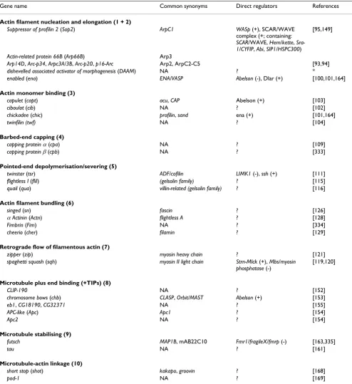 Table 1: Direct regulators of the cytoskeleton with (potential) functions at growth cones