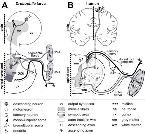 Figure 2Comparing principal features of neuronal organisation and growth in Comparing principal features of neuronal organisation and growth in 