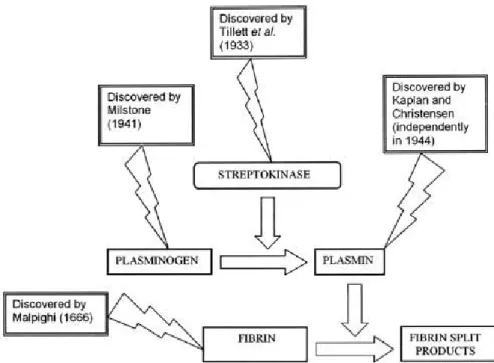 Figure : 5 – the experiment of streptokinase discovery.  Mechanism of action of streptokinase  