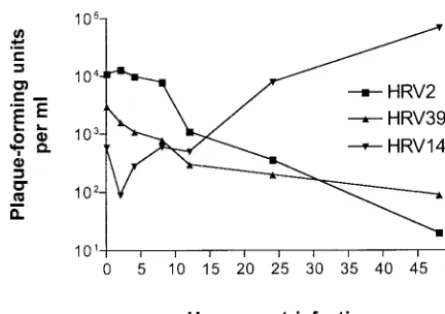 FIG. 6. One-step growth analysis of HRV2, HRV39, and HRV14in ICAM-L cells infected at 10 PFU/cell