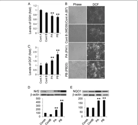 Figure 2 Increased oxidative stress accompanied by activation of the Nrf2 pathway in PARK2 iPSC-derived neurons.than that in control A (B7) and B (WD39) neurons