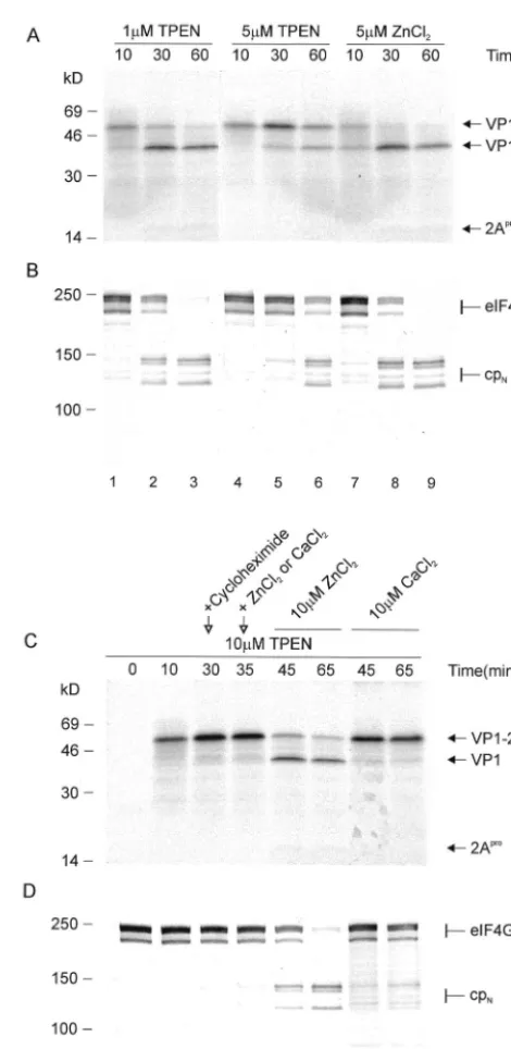 FIG. 2. Effect of zinc concentration on HRV2 2Aproand B) The mRNA VP1-2AThe HRV2 VP1-2ARRLs; the indicated concentrations of the zinc chelator TPEN orZnClthe presence of 10to a ﬁnal concentration of 10 ng/(C and D) After a further 5 min of incubation, ZnCl
