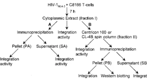 FIG. 2. Analysis of PIC activity and integrase and BAF proteins following immunoprecipitation with MAb 3H7