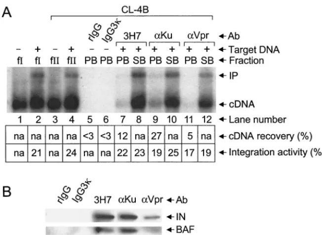 FIG. 3. Coimmunoprecipitation of integration activity and integrase and BAF proteins by using anti-Ku and anti-Vpr antibodies