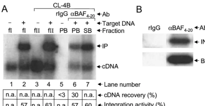 FIG. 4. Coimmunoprecipitation of integration activity and integrase protein by anti-BAFDNA was included in the integration reactions depicted in lanes 2, 4, 6, and 7