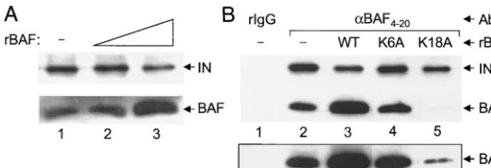 FIG. 5. Competition of anti-BAF4-20-mediated PIC immunoprecipitation by recombinant BAF proteins