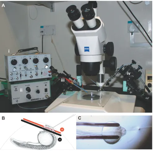 Figure 1Electroporation apparatusneedle (iv). position. Electrodes are not drawn to scale
