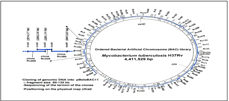 Figure: 4: mycobacterium tuberculosis H37Rv218