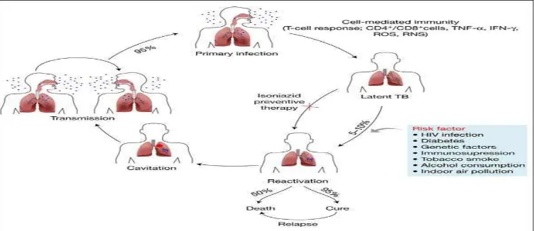 Figure 5: Virulence life cycle of mycobacterium tuberculosis 